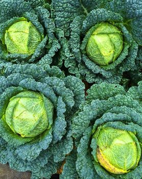 Savoy cabbage growing in summer vegetable garden.