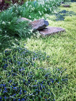 Detail of a beautiful summer garden with stones and blue flowers.