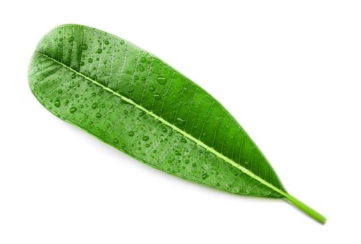 Frangipani leaf isolated on white background, Leaf in tropical zone