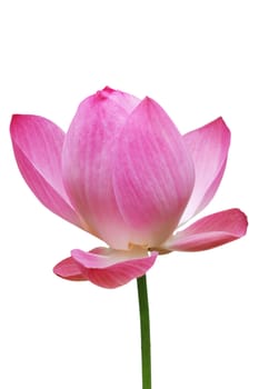 Pink water lily flower (lotus) and white background,  Lotus flower is a important symbol in Asian culture.