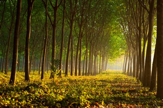 Para rubber tree garden with sunlight, Southern of Thailand