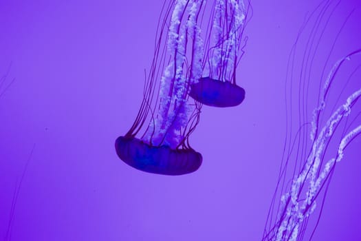 The beautiful bright and dangerous jellies Pacific sea nettles