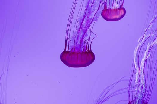 The beautiful bright and dangerous jellies Pacific sea nettles