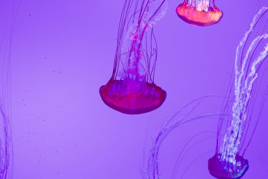 The beautiful bright and dangerous jellies Pacific sea nettles