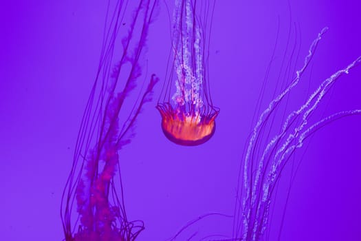 The beautiful bright and dangerous jellies Pacific sea nettles