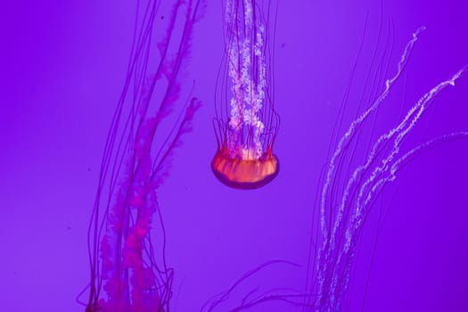 The beautiful bright and dangerous jellies Pacific sea nettles