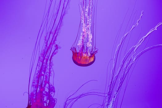 The beautiful bright and dangerous jellies Pacific sea nettles