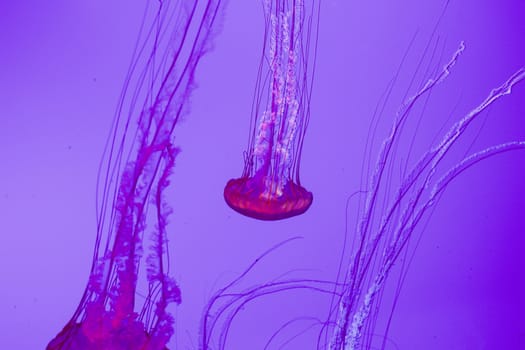 The beautiful bright and dangerous jellies Pacific sea nettles