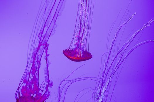 The beautiful bright and dangerous jellies Pacific sea nettles