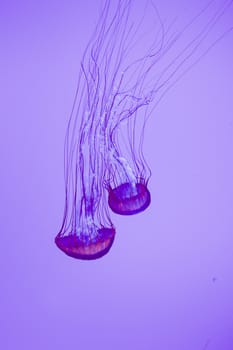 The beautiful bright and dangerous jellies Pacific sea nettles