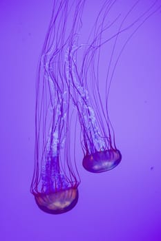 The beautiful bright and dangerous jellies Pacific sea nettles