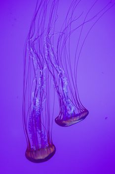 The beautiful bright and dangerous jellies Pacific sea nettles