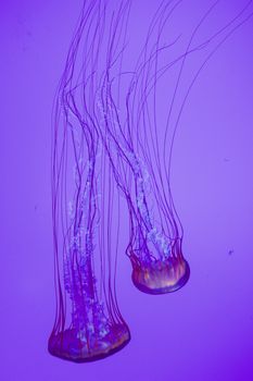 The beautiful bright and dangerous jellies Pacific sea nettles