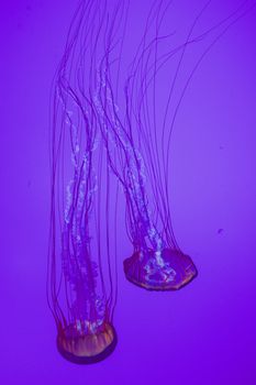 The beautiful bright and dangerous jellies Pacific sea nettles