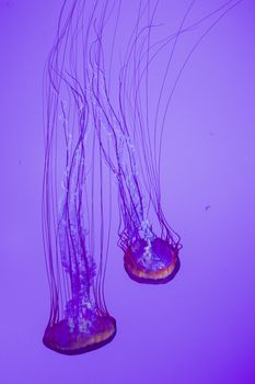 The beautiful bright and dangerous jellies Pacific sea nettles