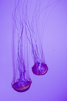 The beautiful bright and dangerous jellies Pacific sea nettles