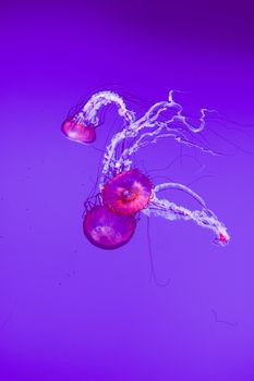 The beautiful bright and dangerous jellies Pacific sea nettles