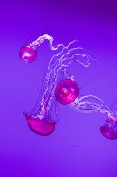 The beautiful bright and dangerous jellies Pacific sea nettles