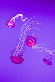 The beautiful bright and dangerous jellies Pacific sea nettles