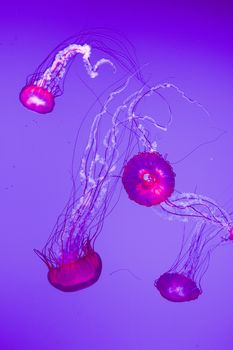 The beautiful bright and dangerous jellies Pacific sea nettles