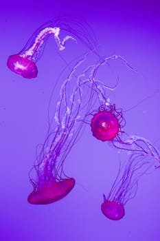 The beautiful bright and dangerous jellies Pacific sea nettles