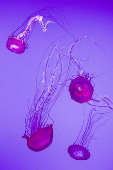 The beautiful bright and dangerous jellies Pacific sea nettles