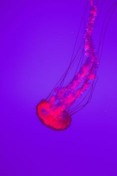 The beautiful bright and dangerous jellies Pacific sea nettles