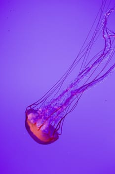 The beautiful bright and dangerous jellies Pacific sea nettles