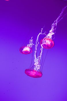 The beautiful bright and dangerous jellies Pacific sea nettles