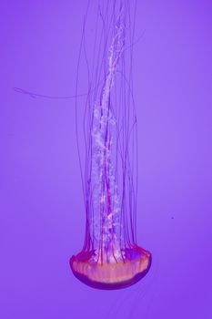 The beautiful bright and dangerous jellies Pacific sea nettles