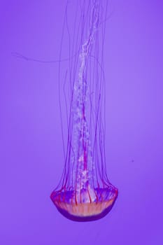 The beautiful bright and dangerous jellies Pacific sea nettles