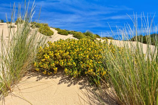 flowered bush in Piscinas dune, southwest Sardinia, Italy