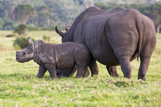 Baby white rhino with the start of a horn and ears pricked