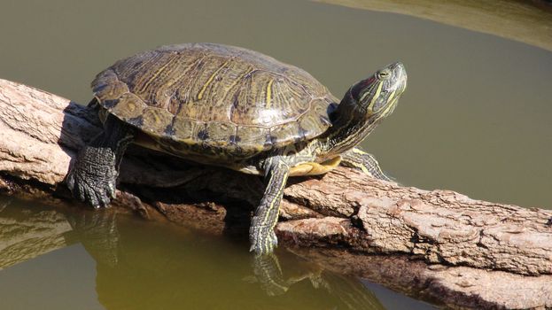 Closeup of a Florida Turtle (Red-eared slider)