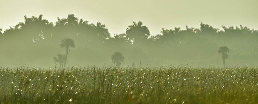 Palms and plants in tropic on sunrise. Zapata. Cuba