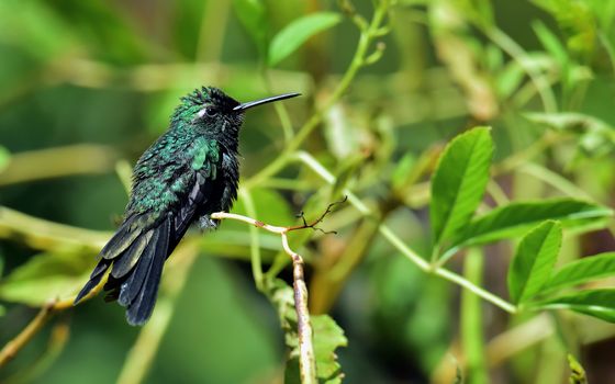  Cuban Emerald Hummingbird (Chlorostilbon ricordii), Cienaga de Zapata, Cuba