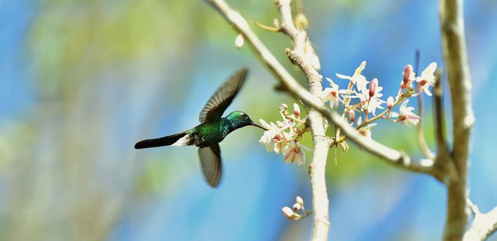 Flying  Cuban Emerald Hummingbird (Chlorostilbon ricordii), Cienaga de Zapata, Cuba