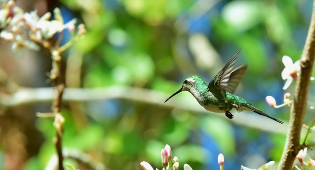 Flying  Cuban Emerald Hummingbird (Chlorostilbon ricordii), Cienaga de Zapata, Cuba