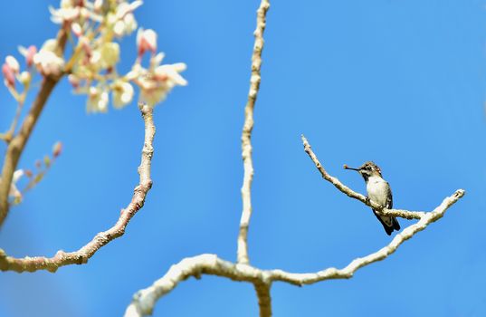 Cuban Bee Hummingbird (Mellisuga helenae) single adult male perched on branch, Zapata peninsula, Cuba, Caribbean.Bee hummingbirds are the smallest birds in the world.  