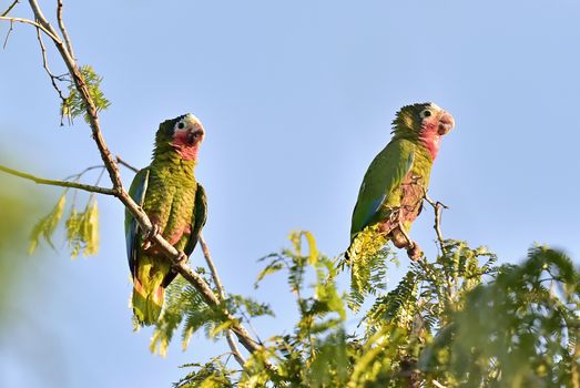 Cuban Parrot (Amazona leucocephala leucocephala), Cuban Parrot Amazona leucocephala adult perched  in tree, Republic of Cuba in March.