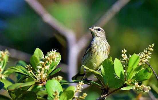 The Louisiana waterthrush (Parkesia motacilla). Louisiana Waterthrush (Parkesia motacilla) male in a winter feather on the branch at Guanahacabibes, Republic of Cuba in March 