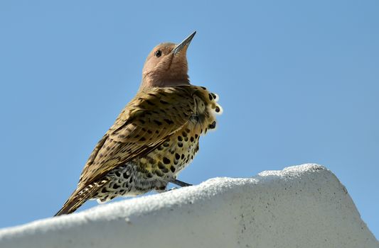 Northern Flicker (Colaptes auratus) perched on a roof against the blue sky. Cuba.  March