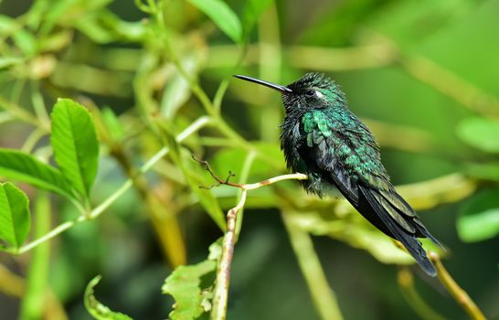  Cuban Emerald Hummingbird (Chlorostilbon ricordii), Cienaga de Zapata, Cuba