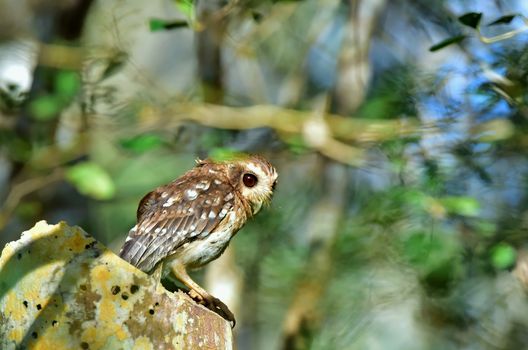 The Bare-legged Owl or Cuban Screech Owl (Gymnoglaux lawrencii). Zapata Peninsula Matanzas