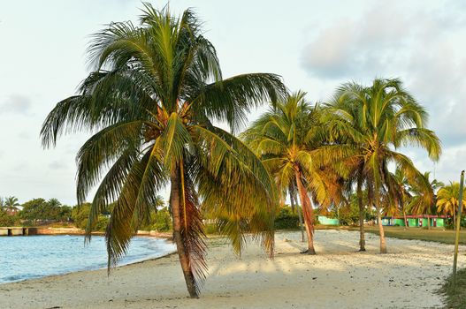 Beautiful sunset over the sea with a view at palms on  beach on a Cuba island 