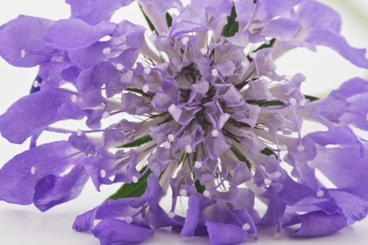 Macro image of purple and lavender hues of scabiosa blossom, a pincushion, perennial flower that attracts butterflies.  Close up creates beautiful, multiple petals and plant parts background image.