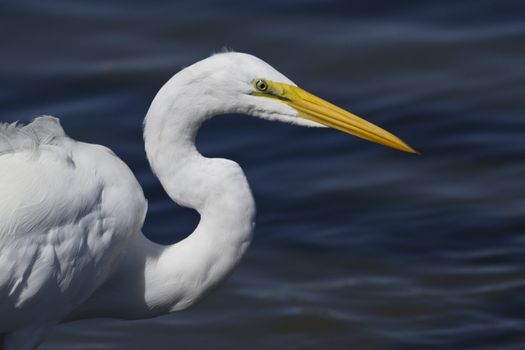 Ardea alba, the Great Egret, in breeding plumage with yellow bill and glossy eye, and long, slender neck visible and blue water in background.  Location is Huntingdon Beach State Park in South Carolina at Murrell’s Inlet near Myrtle Beach