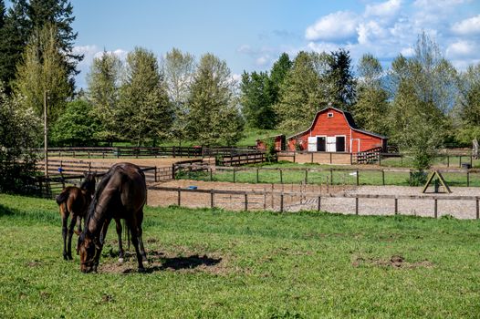Mare and Filly Grazing in a Meadow near Fort Langley British Columbia with their red barn in the background