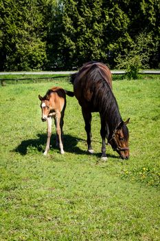 Mare and Filly Grazing in a Meadow near Fort Langley British Columbia