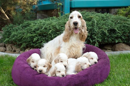 family of lying English Cocker Spaniel puppy, 24 days old with mother